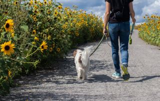 Veillez au bien-être de votre animal pendant les fortes chaleurs